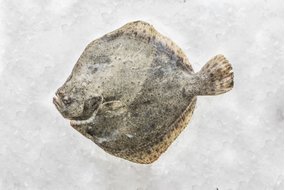 Ryba Kambala veľká chladená cca 1 - 1,5 kg