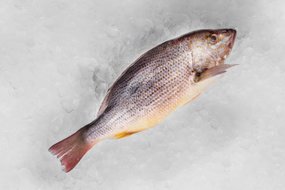 Ryba Chňapáč pitvaný chladený cca 350 g