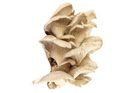 Hríb Hliva voľná čerstvá 500g SK Hríb Hliva voľná čerstvá 500g SK