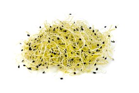 Klíčky cesnak 50g Holandsko