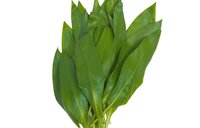 Medvedí cesnak 100g