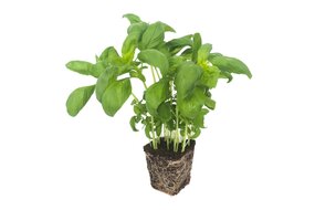 Bylinky v kochlíku - Bazalka Bylinky v kochlíku - Bazalka