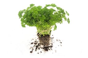 Bylinky v kochlíku - Petržlenová kučeravá vňať