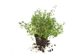 Bylinky v kochlíku - Tymián Bylinky v kochlíku - Tymián