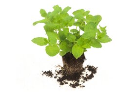 Bylinky v kochlíku - Mäta Bylinky v kochlíku - Mäta