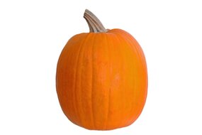 Tekvica na vyrezávanie Halloween SK (8-15kg)