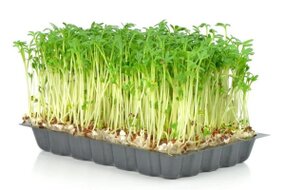 Žerucha vanička Žerucha vanička