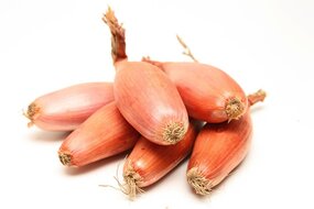 Cibuľa šalotka banánová Cibuľa šalotka banánová