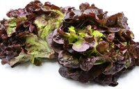 Šalát Dubový list červený