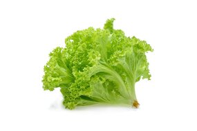 Lollo Biondo zelený kučeravý šalát Lollo Biondo zelený kučeravý šalát