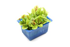 Vene Cress (vanička) NL