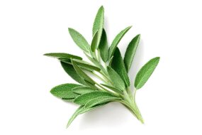 Bylinky - Šalvia 30 g zväzok Bylinky - Šalvia 30 g zväzok