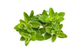 Bylinky - Majorán 30 g zväzok Bylinky - Majorán 30 g zväzok