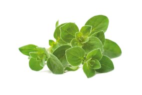 Bylinky - Oregáno 30 g zväzok Bylinky - Oregáno 30 g zväzok