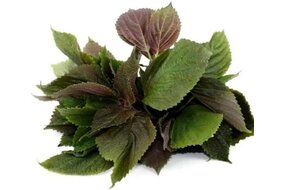 Bylinky - Perilla krovitá (fialová) 100 g