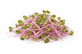 Výhonky Reďkovka ružová (China Rose) 100 g, NL