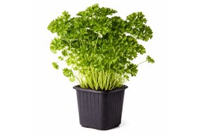 Bylinky v kochlíku - Petržlenová kučeravá vňať
