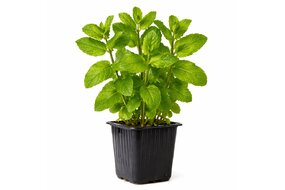 Bylinky v kochlíku - Mäta