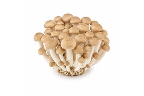 Shi mei hríby hnedé 150 g Shi mei hríby hnedé 150 g