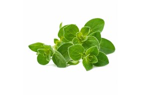 Bylinky - Oregáno 30 g zväzok Bylinky - Oregáno 30 g zväzok